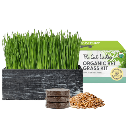 The Cat Ladies Organic Cat Grass Growing Kit with Black Wooden Planter, Homegrown, 4 Pieces, 4"