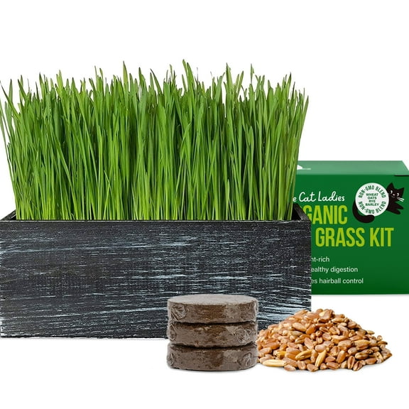 The Cat Ladies Organic Cat Grass Growing Kit with Black Wooden Planter, Homegrown, 4 Pieces, 4"