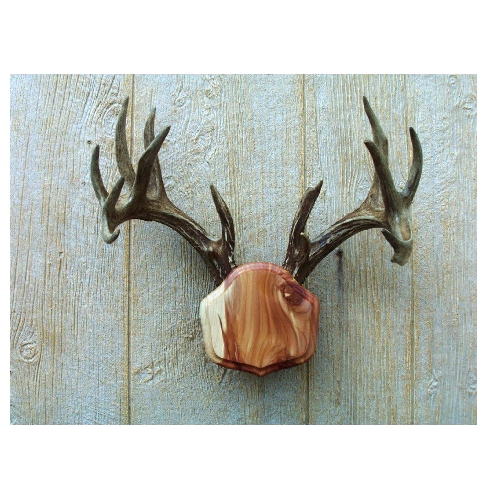 The Cedar The Deer Stand Antler Mounting Kit