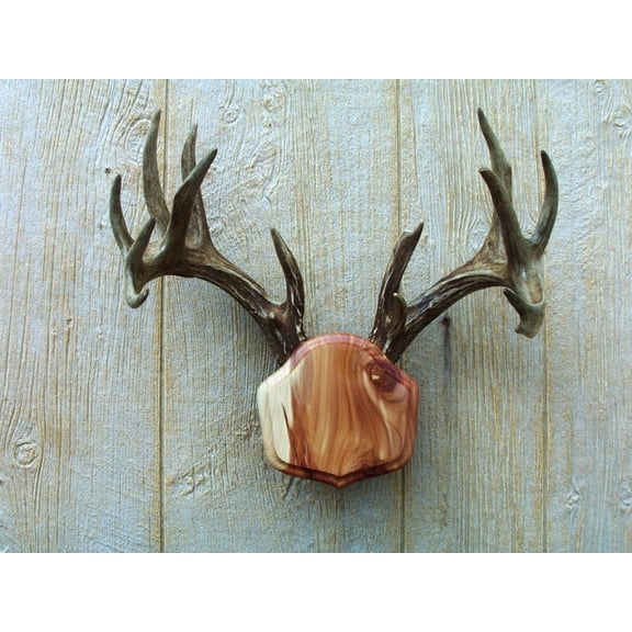 The Cedar The Deer Stand Antler Mounting Kit
