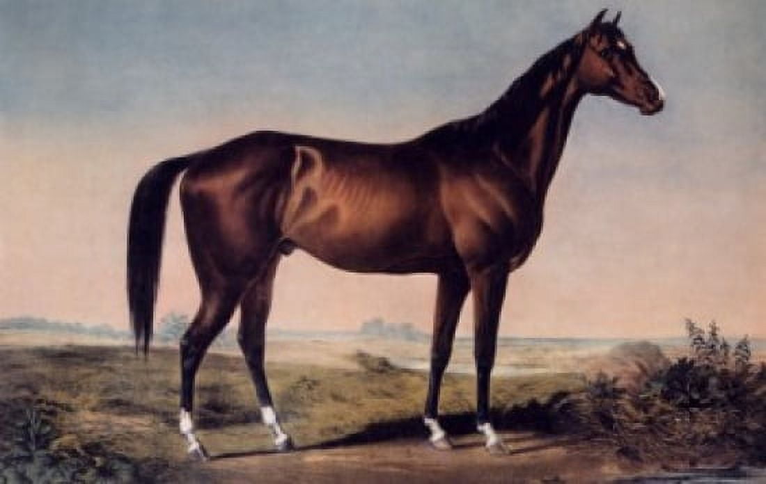 The Celebrated Horse Lexington Currier & Ives (active 1857-1907American) Canvas Art - Currier & Ives (24 x 36)