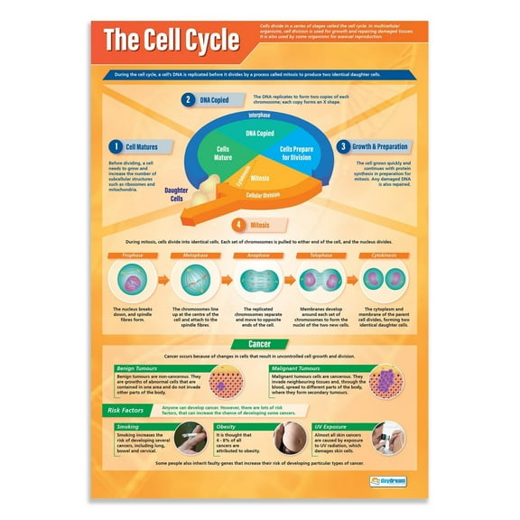The Cell Cycle | Science Posters | Laminated Gloss Paper measuring STEM Charts for the Classroom