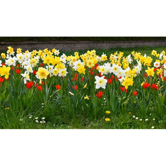 The Chaos Gardening Mix - Tulip and Daffodil Bulb Mix- 12+/cm Bulbs - 50 Bulbs