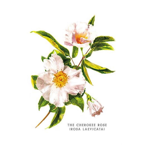 The Cherokee Rose (Rosa Laevicata) Fine art canvas print (20" x 30")