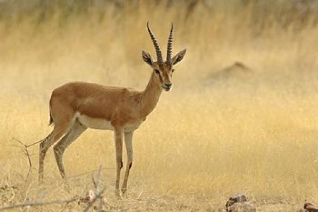 The Chinkara Ranthambhor National Park India Canvas Art - Jagdeep Rajput DanitaDelimont (36 x 24)