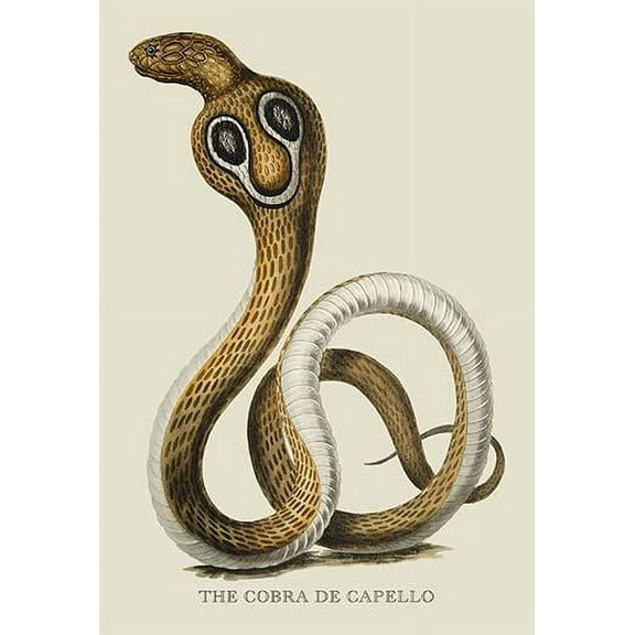 The Cobra de Capello-Fine Art Canvas Print (20" x 30")