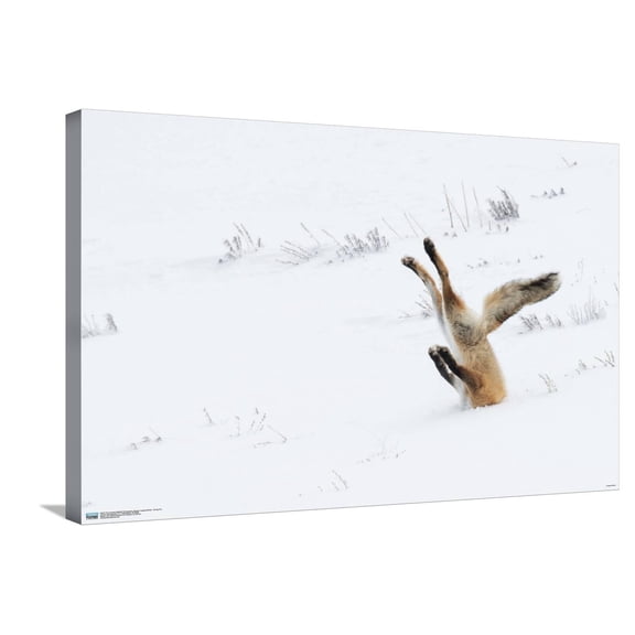 The Comedy Wildlife Photography Awards: Angela Bohlke - Diving Fox Canvas Wall Poster, 22.375" x 34"