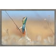 thumbnail image 1 of The Comedy Wildlife Photography Awards: Anup Deodhar - Rockstar Wall Poster, 14.725" x 22.375" Framed, 1 of 5