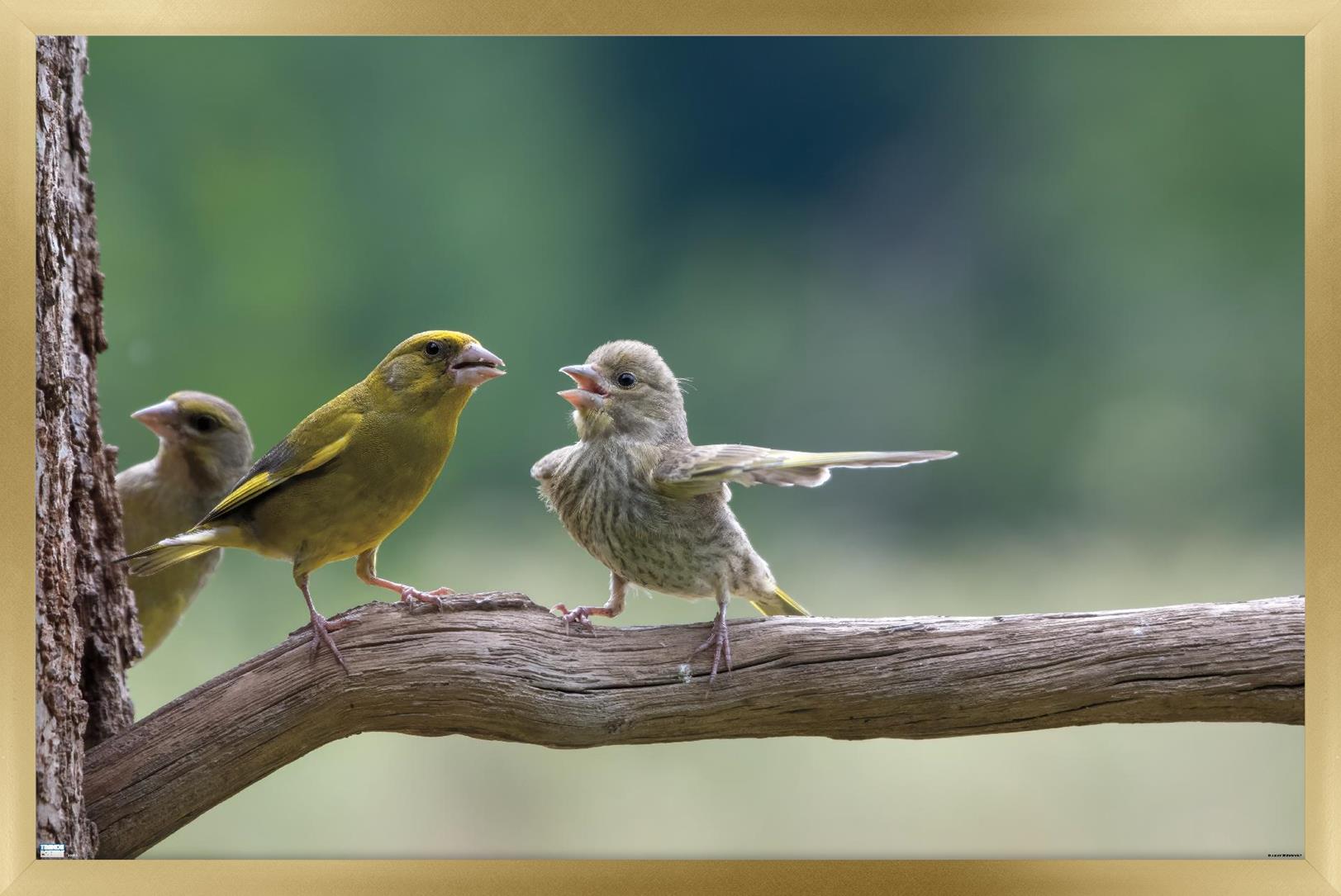 The Comedy Wildlife Photography Awards: Jacek Stankiewicz