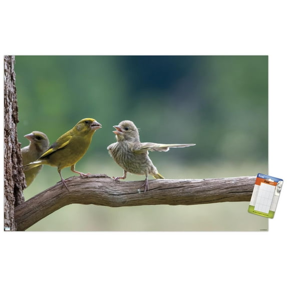 The Comedy Wildlife Photography Awards: Jacek Stankiewicz - Dispute Wall Poster, 22.375" x 34"