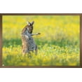 thumbnail image 1 of The Comedy Wildlife Photography Awards: Jason Moore - Air Guitar Roo Wall Poster, 22.375" x 34" Framed, 1 of 5