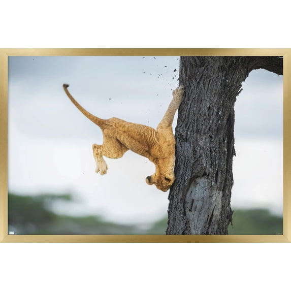 The Comedy Wildlife Photography Awards: Jennifer Hadley - Not So Cat Like Wall Poster, 22.375" x 34" Framed