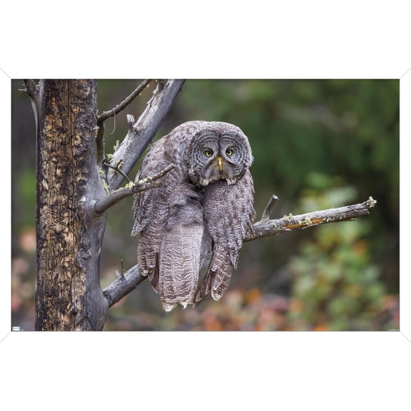 The Comedy Wildlife Photography Awards: John Blumenkamp - Monday Blahs Wall Poster, 14.725" x 22.375" Framed