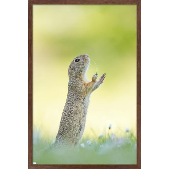 The Comedy Wildlife Photography Awards: Perdita Petzl - Conducting Wall Poster, 14.725" x 22.375" Framed