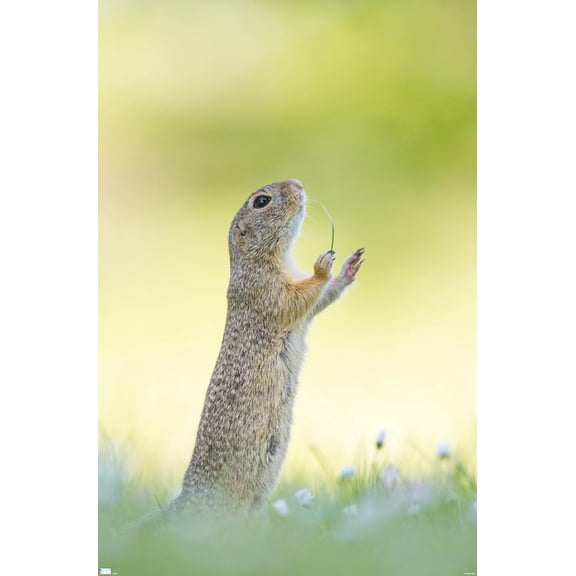 The Comedy Wildlife Photography Awards: Perdita Petzl - Conducting Wall Poster, 14.725" x 22.375"