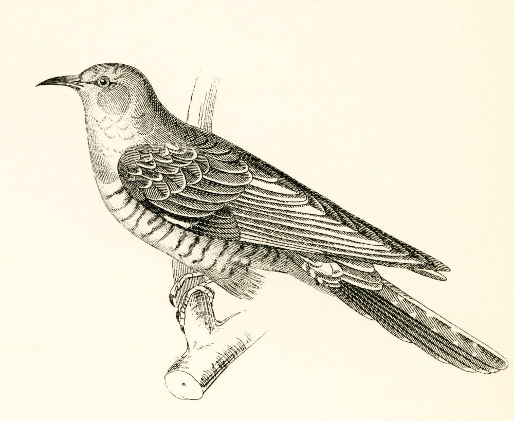 The Common Cuckoo Cuculus canorus From The National Encyclopaedia published c1890 Canvas Art - Ken Welsh Design Pics (30 x 24)