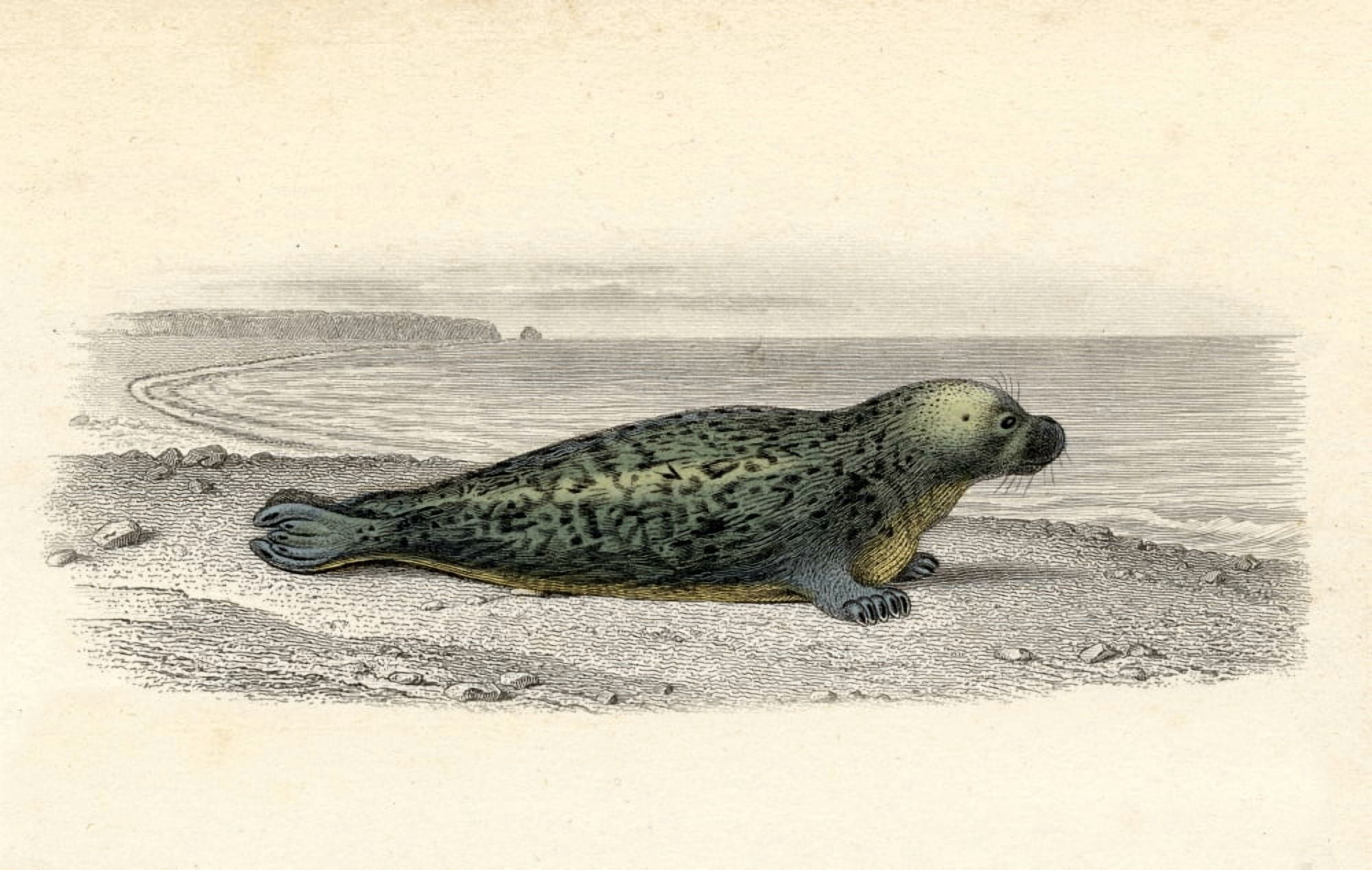 The Common Seal Drawn By Edouard Travies Engraved By Paquien Canvas Art - Ken Welsh Design Pics (19 x 12)