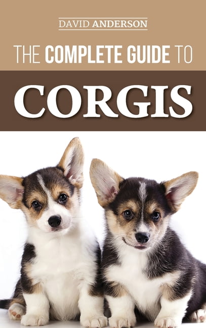 Owning corgi store in hdb