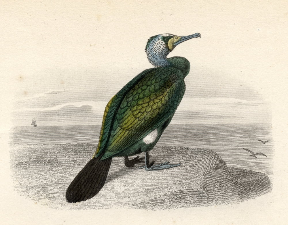 The Cormorant Drawn By Edouard Travies Engraved By Nargeot And Sons Canvas Art - Ken Welsh  Design Pics (17 x 13)
