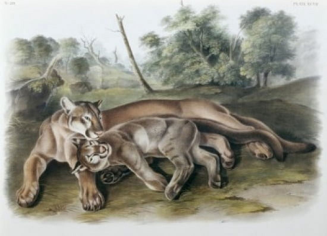 The Cougar Female & Young John James Audubon (1785-1851 American) Canvas Art - John James Audubon (24 x 36)