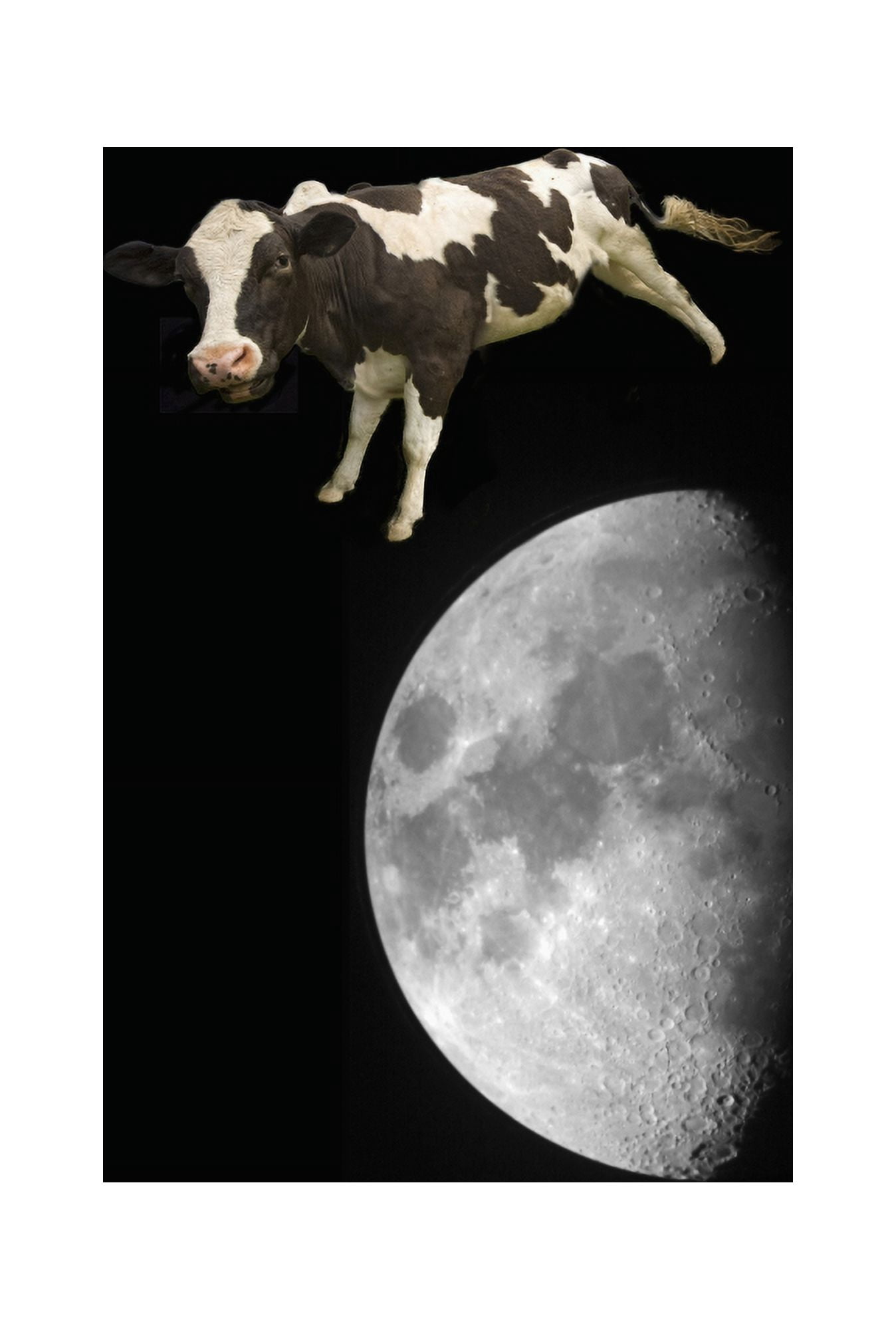 The Cow Jumped Over The Moon Northumberland England Canvas Art - John Short Design Pics (12 x 18)
