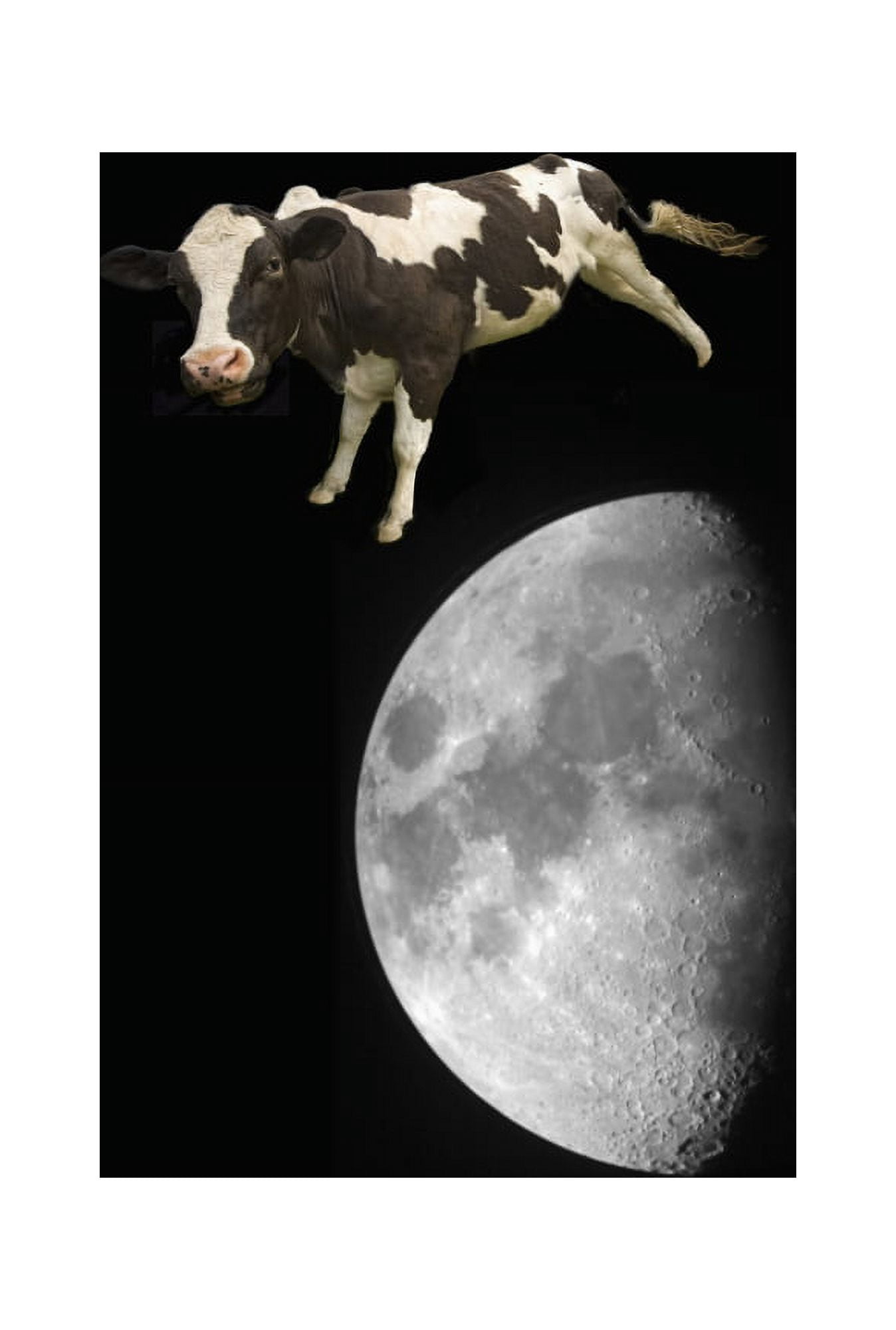 The Cow Jumped Over The Moon Northumberland England Canvas Art - John Short Design Pics (24 x 36)
