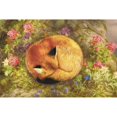 The Cozy Fox Poster Print by Aimee Stewart (36 x 24)
