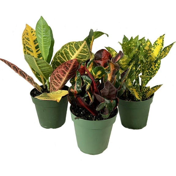 The Croton Collection - 3 Live Plants in 4 Inch Pots - Codiaeum Mammy, Petra, Gold Dust - Tropical Easy Care Indoor Houseplants