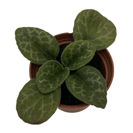 The Dark One Asian Violet - JV Primulina - 2.5" Pot - Collector's Series