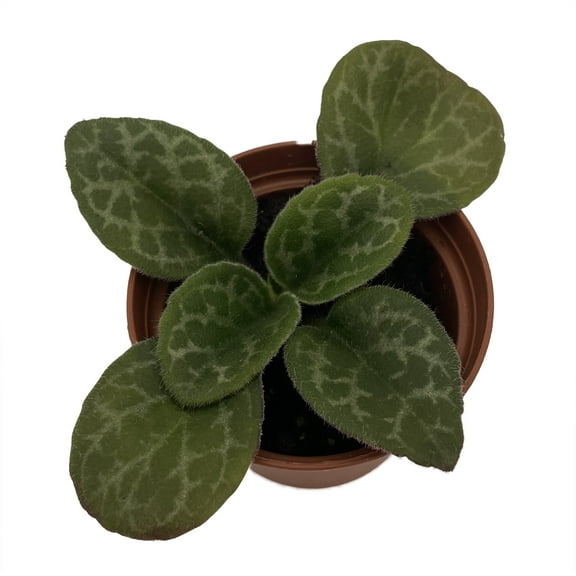 The Dark One Asian Violet - JV Primulina - 2.5" Pot - Collector's Series