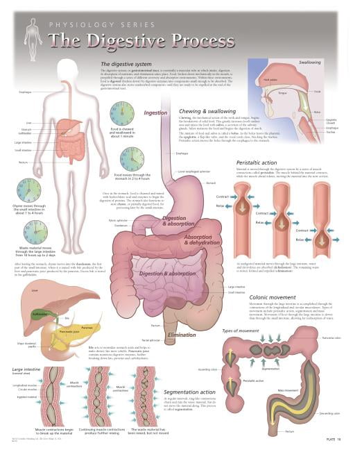The Digestive Process Wall Chart : 8150 (Wallchart)