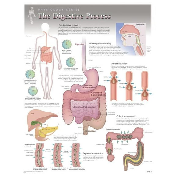 The Digestive Process Wall Chart : 8150 (Wallchart)