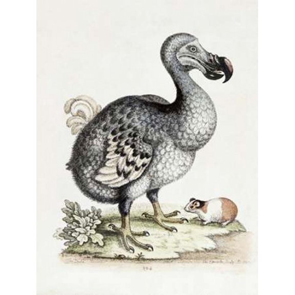 The Dodo Poster Print by Frederick P. Nodder