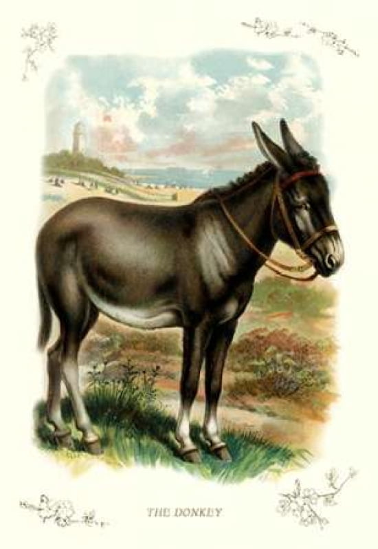The Donkey 1900 Canvas Art - Unknown (12 x 18)