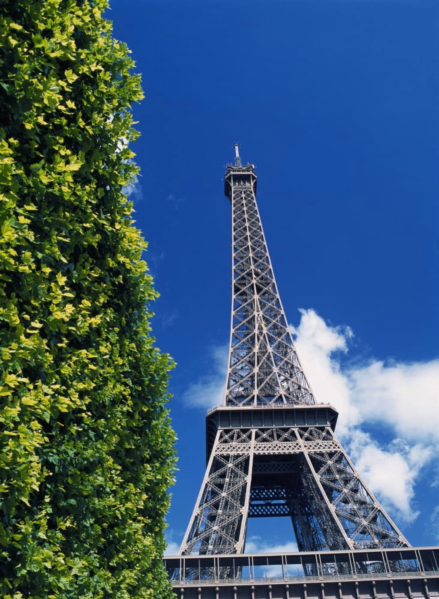 The Eiffel Tower And Shrub Canvas Art - Ian Cumming Design Pics (13 x 18)