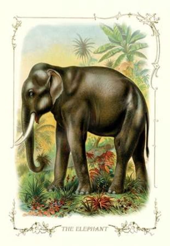 The Elephant 1900 Canvas Art - Unknown (24 x 36)