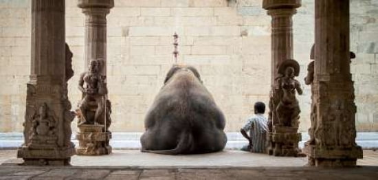 The Elephant and Its Mahot Canvas Art - Ruhan (10 x 20)