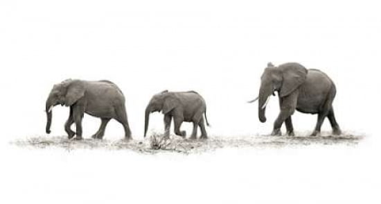 The Elephants Canvas Art - Mario Moreno (24 x 36)