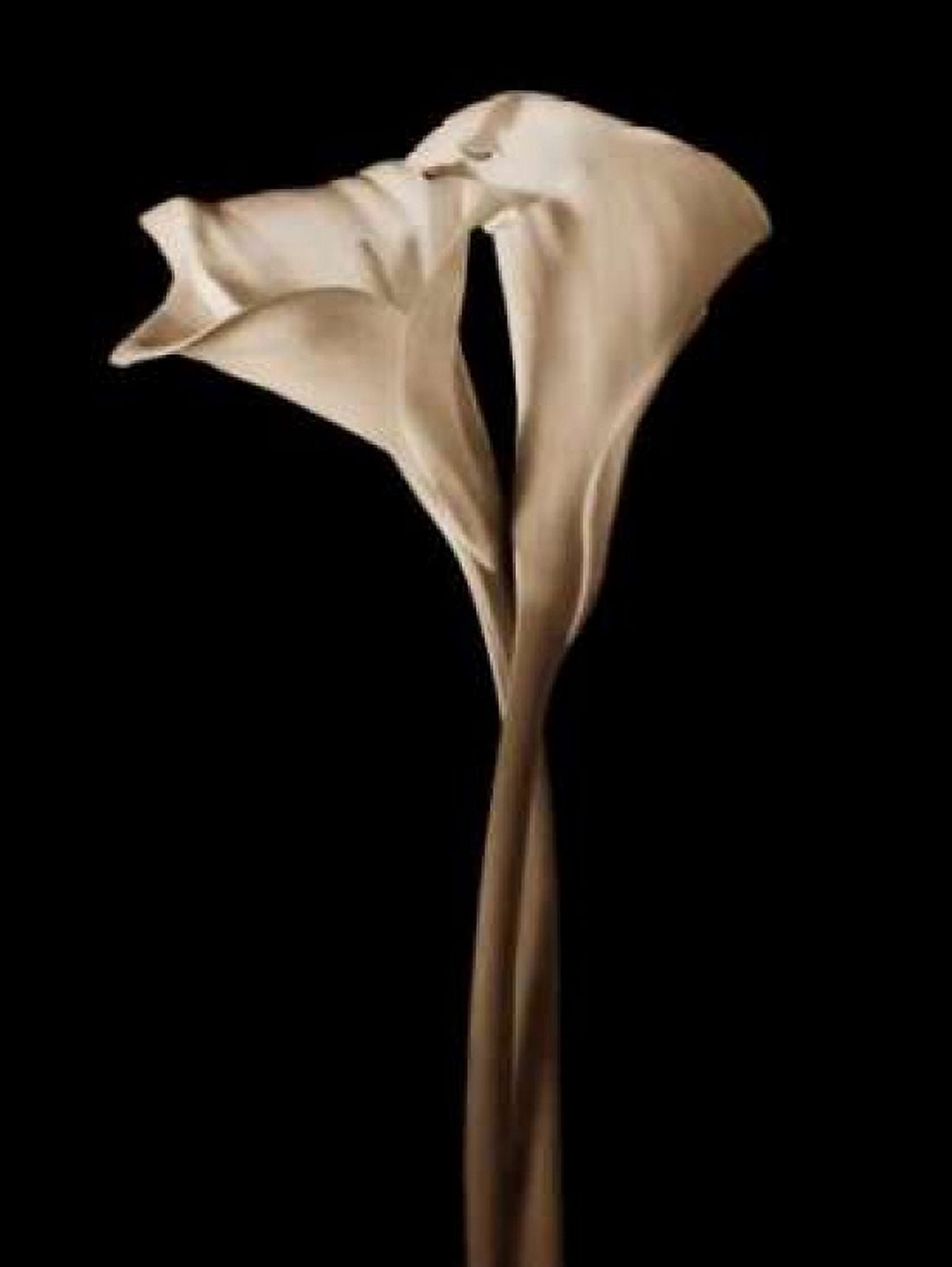 The Embrace Canvas Art - John Rehner (18 x 24)
