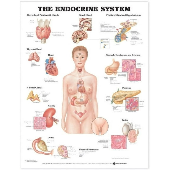 The Endocrine System Anatomical Chart (Other)