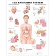 thumbnail image 1 of The Endocrine System, 1 of 2