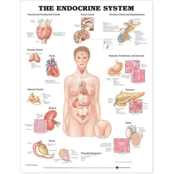 The Endocrine System