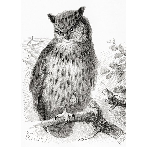 The Eurasian Eagle-Owl  Bubo Bubo.  From Meyers Lexicon  Published 1924. by Ken Welsh / Design Pics