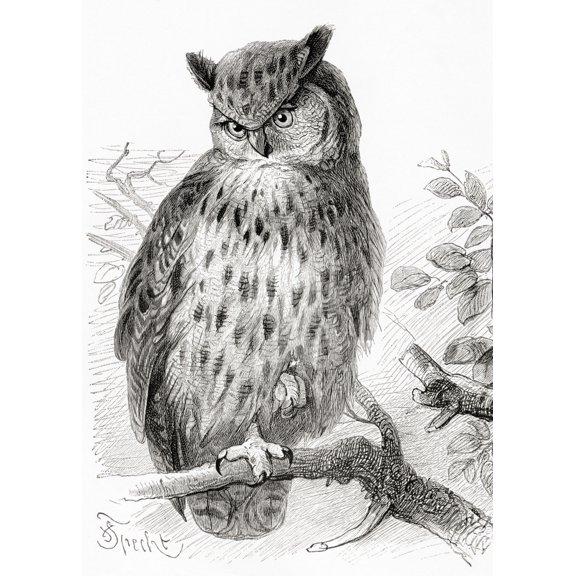 The Eurasian Eagle-Owl  Bubo Bubo.  From Meyers Lexicon  Published 1924. by Ken Welsh / Design Pics
