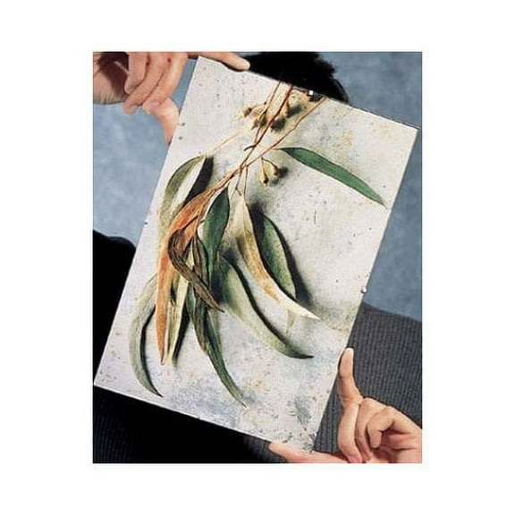 The FRAMELESS CLIP 8one-half inchx11 frame by Framatic - 8.5x11