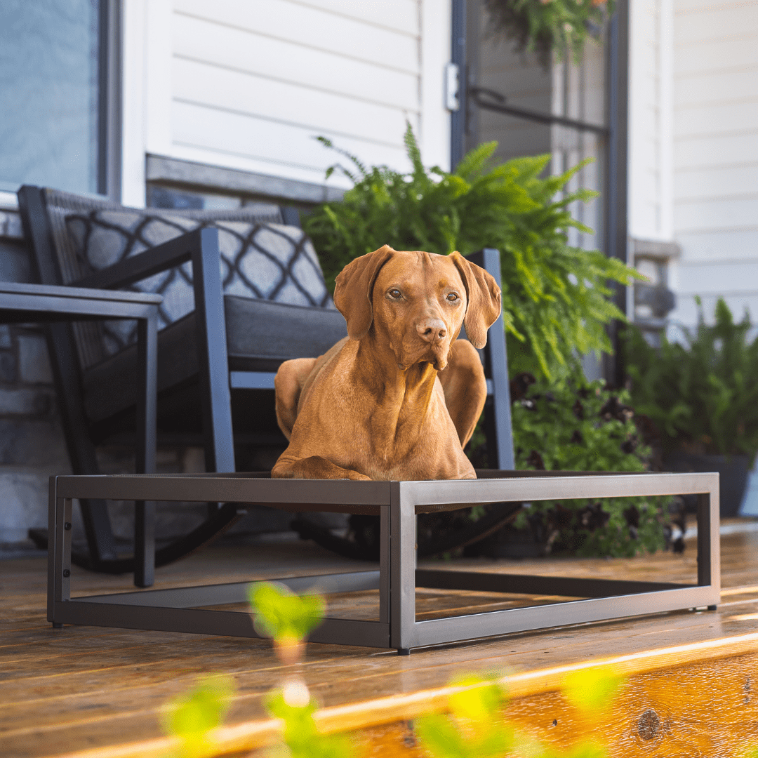 The FUZI Premium Elevated Dog Bed Strong Metal Platform Base, Modern