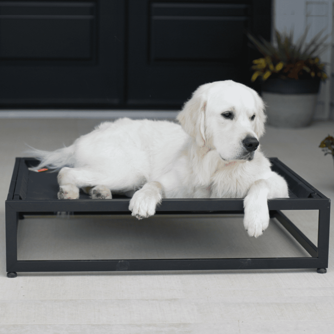 The FUZI Premium Elevated Dog Bed Strong Metal Platform Base, Modern