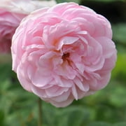 The Fairy Polyantha Rose by Heirloom Roses - Pink Roses For Planting