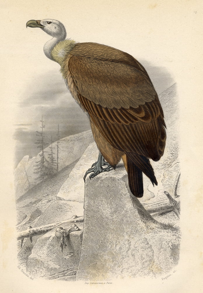 The Fawn Vulture Canvas Art - Ken Welsh Design Pics (24 x 36)
