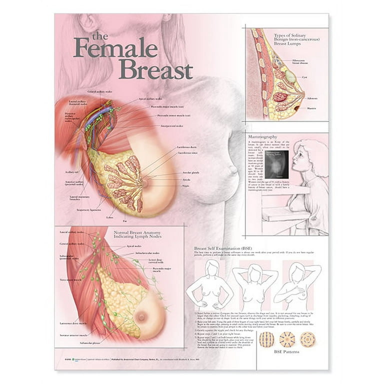 The Female Breast Anatomical Chart 